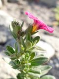 род Calibrachoa. Верхушка цветущего растения. Челябинская обл., г. Челябинск, Ботанический сад ЧелГУ, в культуре. 08.10.2019.