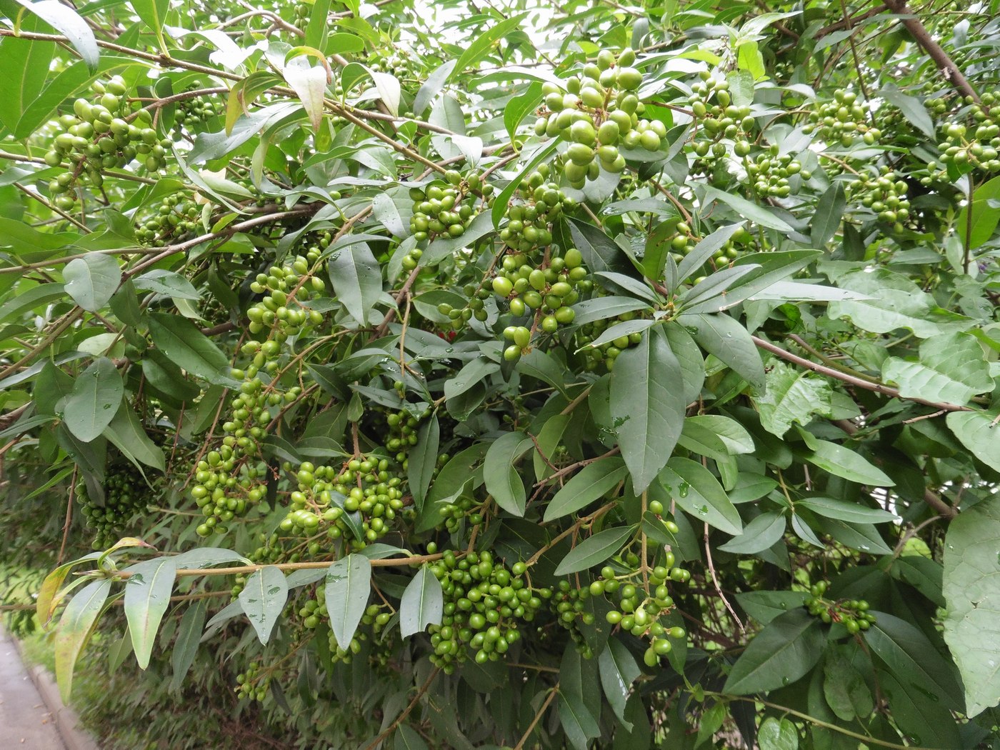 Image of Ligustrum vulgare specimen.