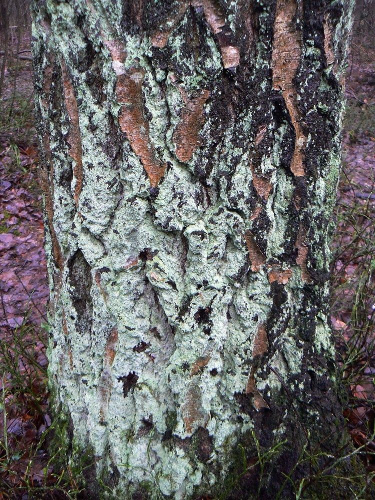 Image of genus Lepraria specimen.