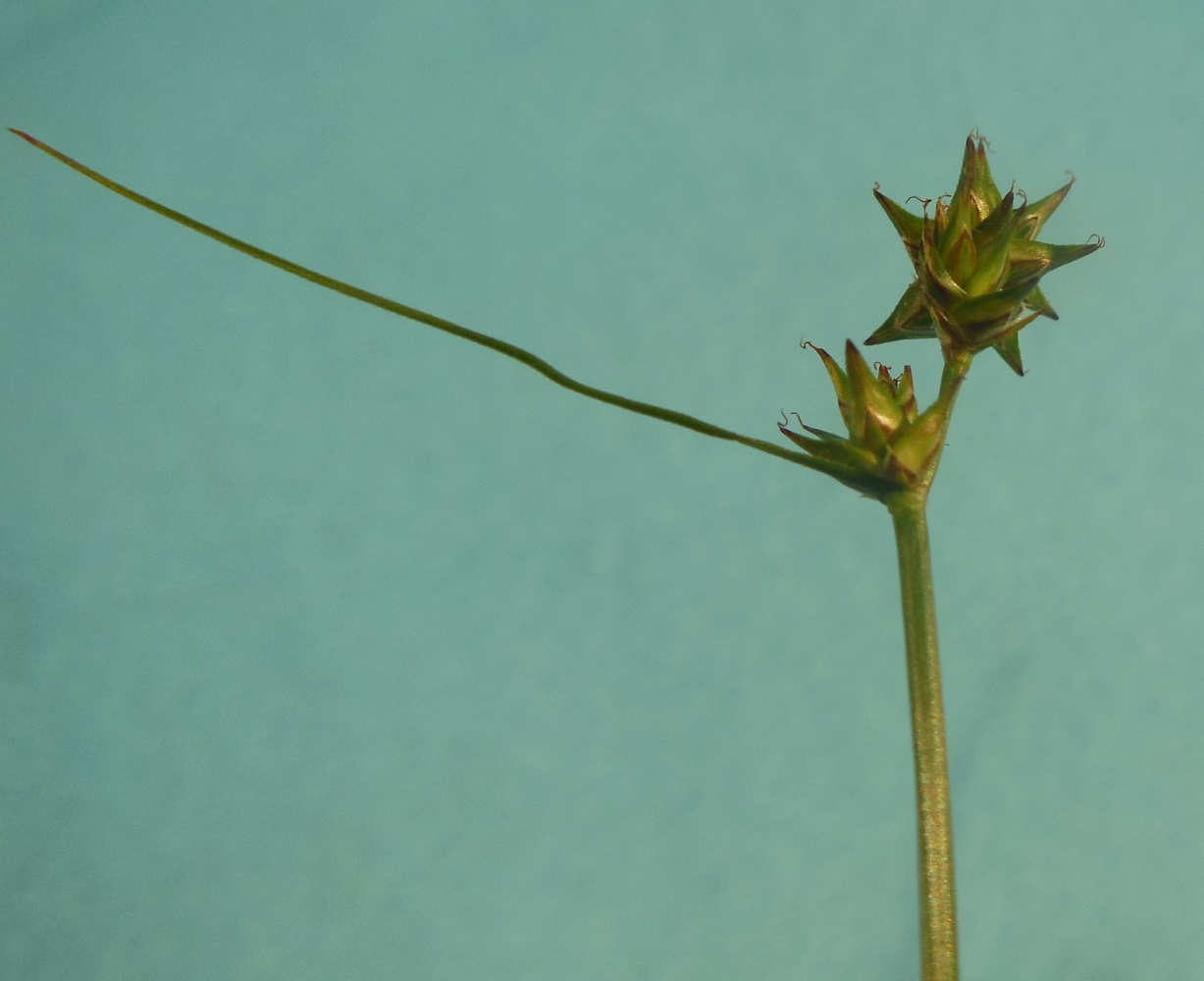Image of Carex echinata specimen.