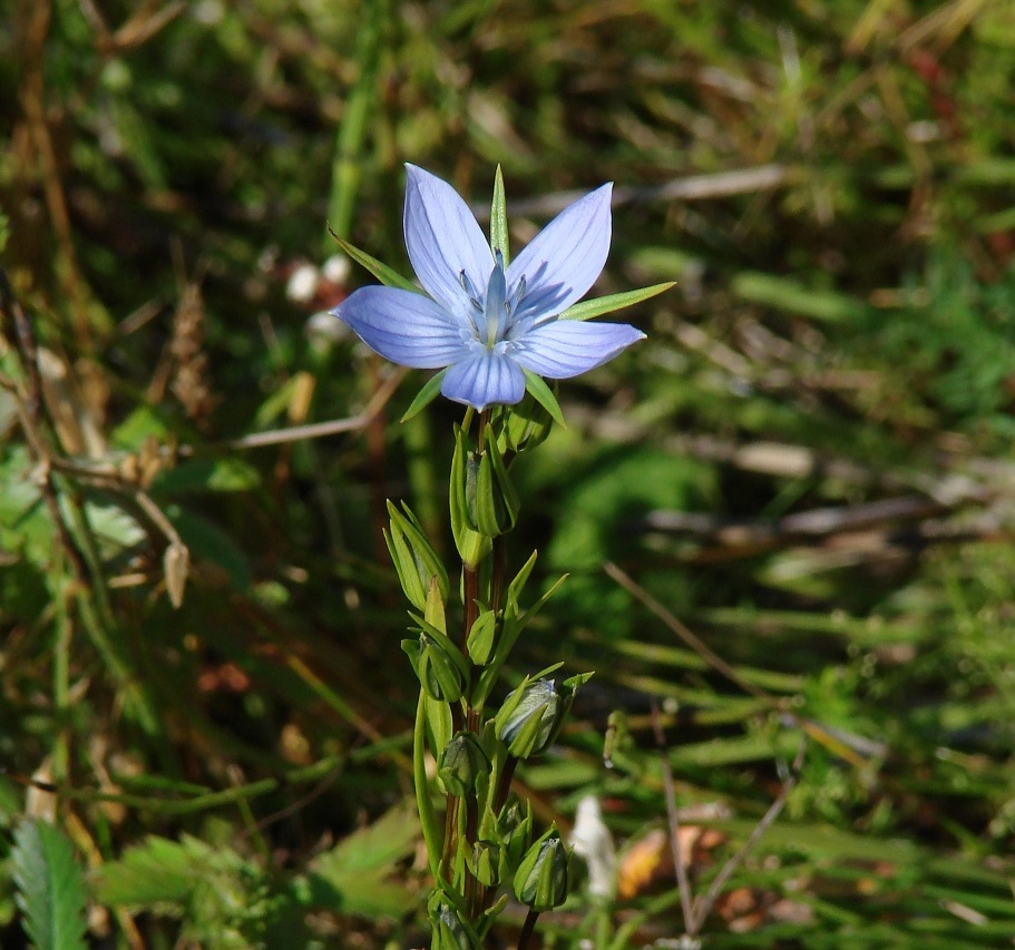 Изображение особи Lomatogonium rotatum.