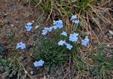 Eritrichium pulviniforme