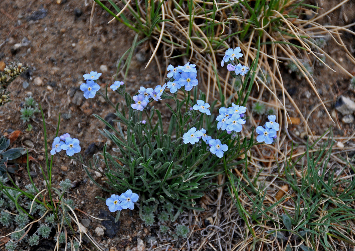 Изображение особи Eritrichium pulviniforme.