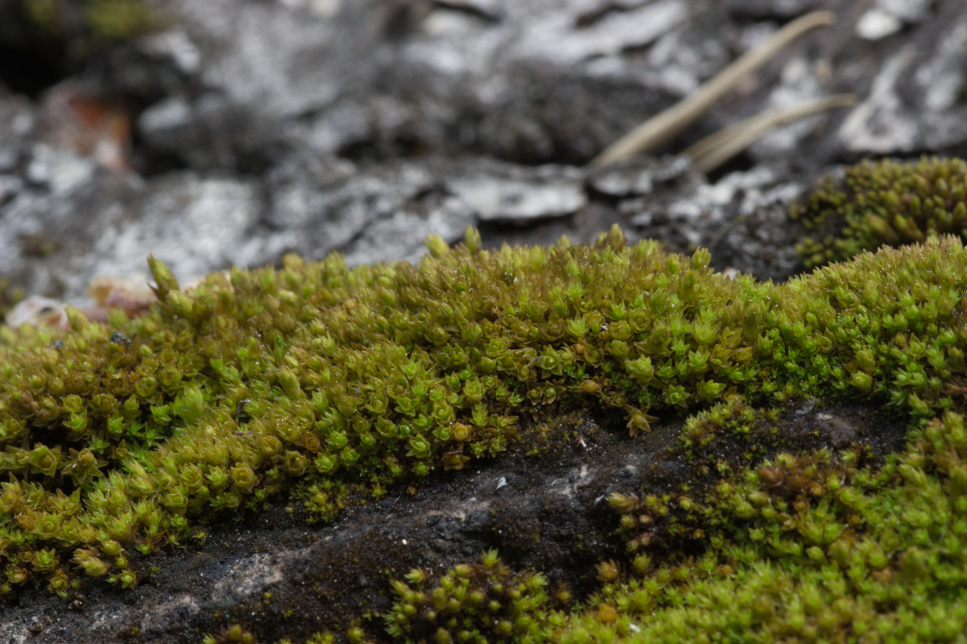 Image of genus Orthotrichum specimen.