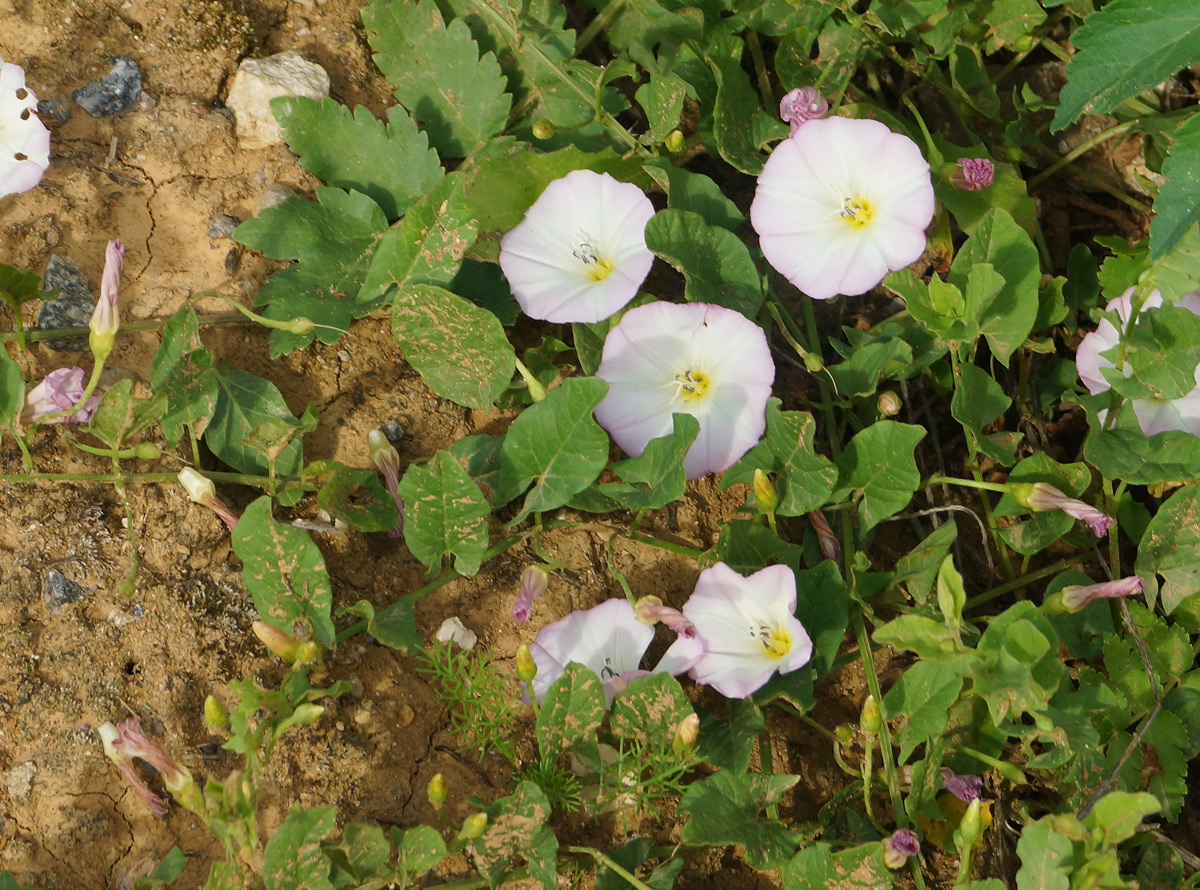 Image of Convolvulus arvensis specimen.