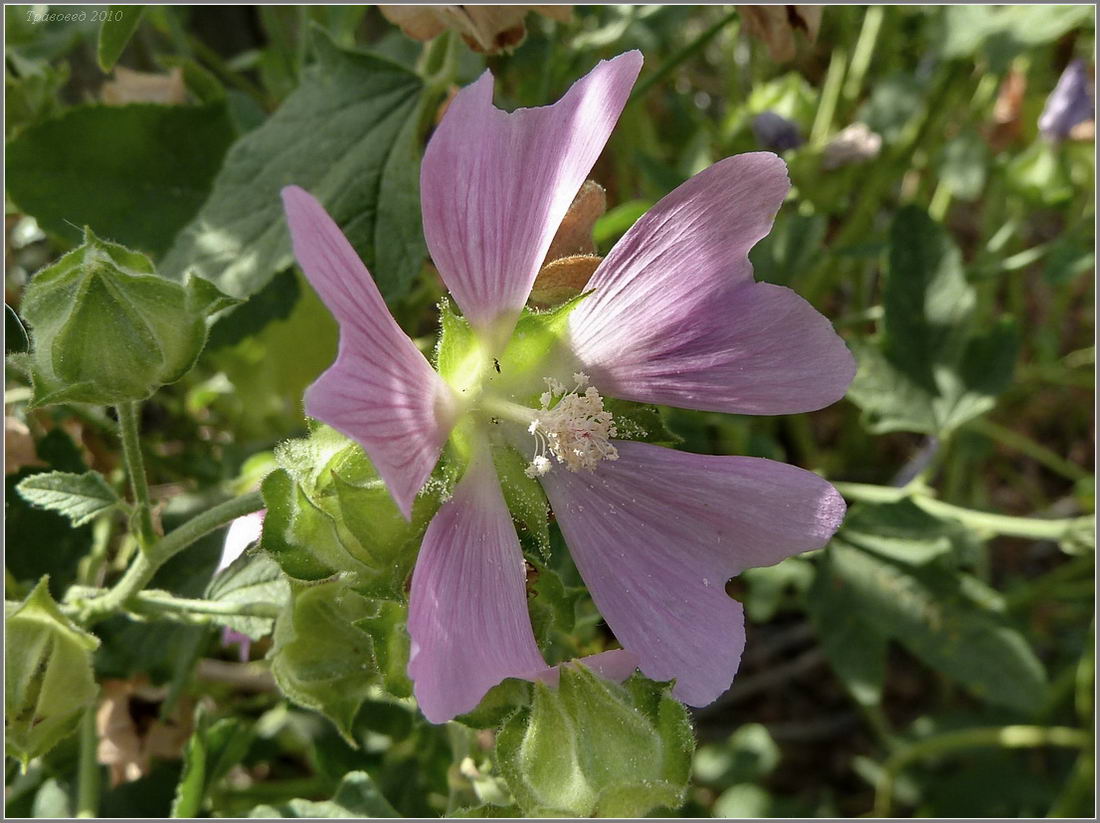 Image of Malva thuringiaca specimen.