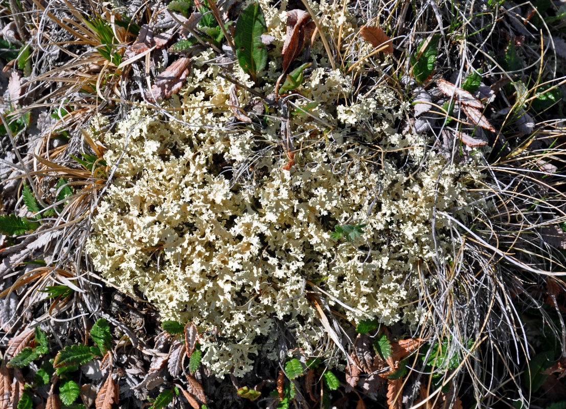 Image of Flavocetraria nivalis specimen.