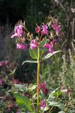 Impatiens glandulifera. Верхушка цветущего и плодоносящего растения. Карельский перешеек, окр. Сертолово, на просеке газопровода юго-западнее пос. Горы. 17.08.2019.