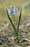 Hyacinthella pallasiana