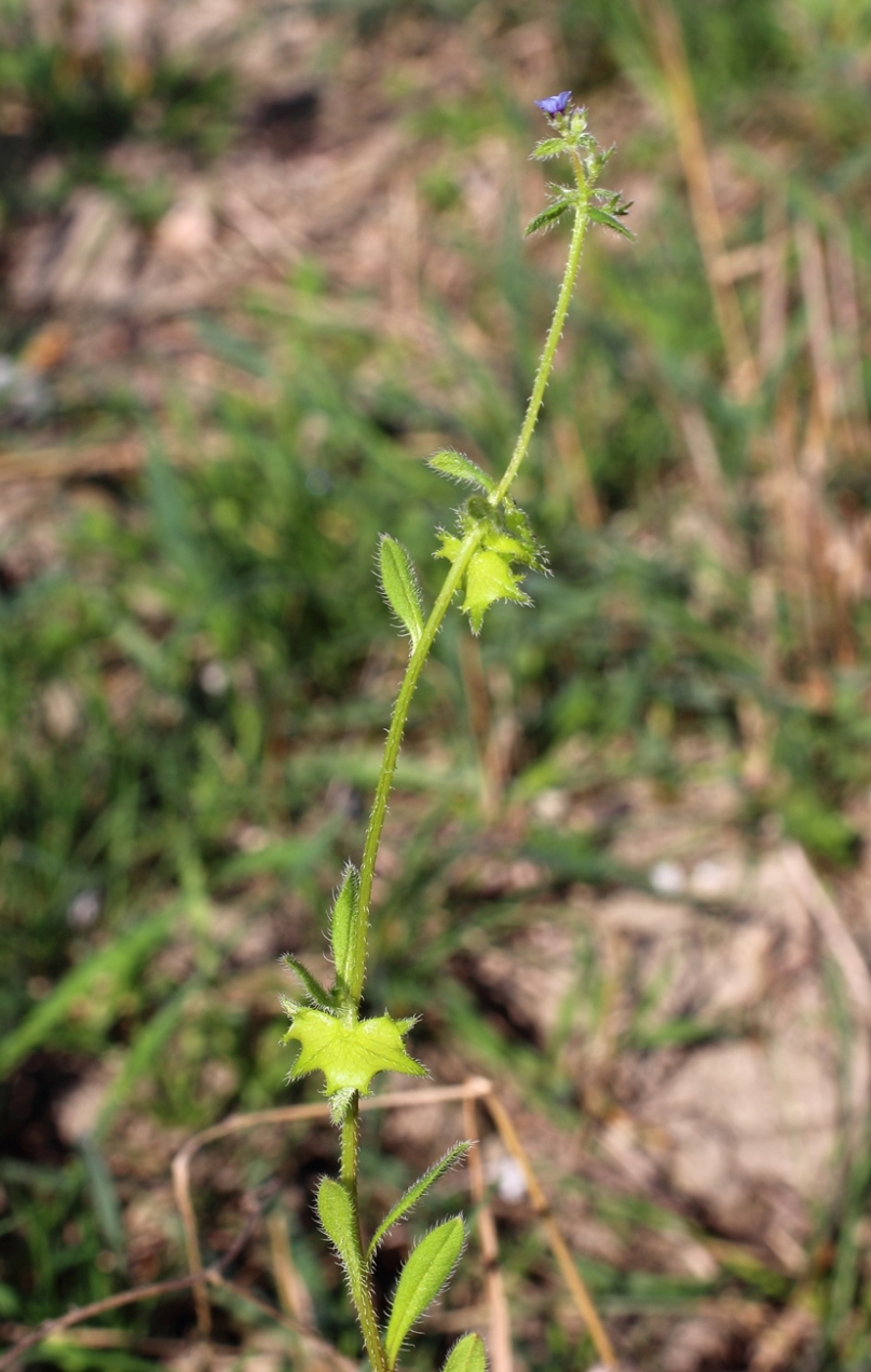 Image of Asperugo procumbens specimen.