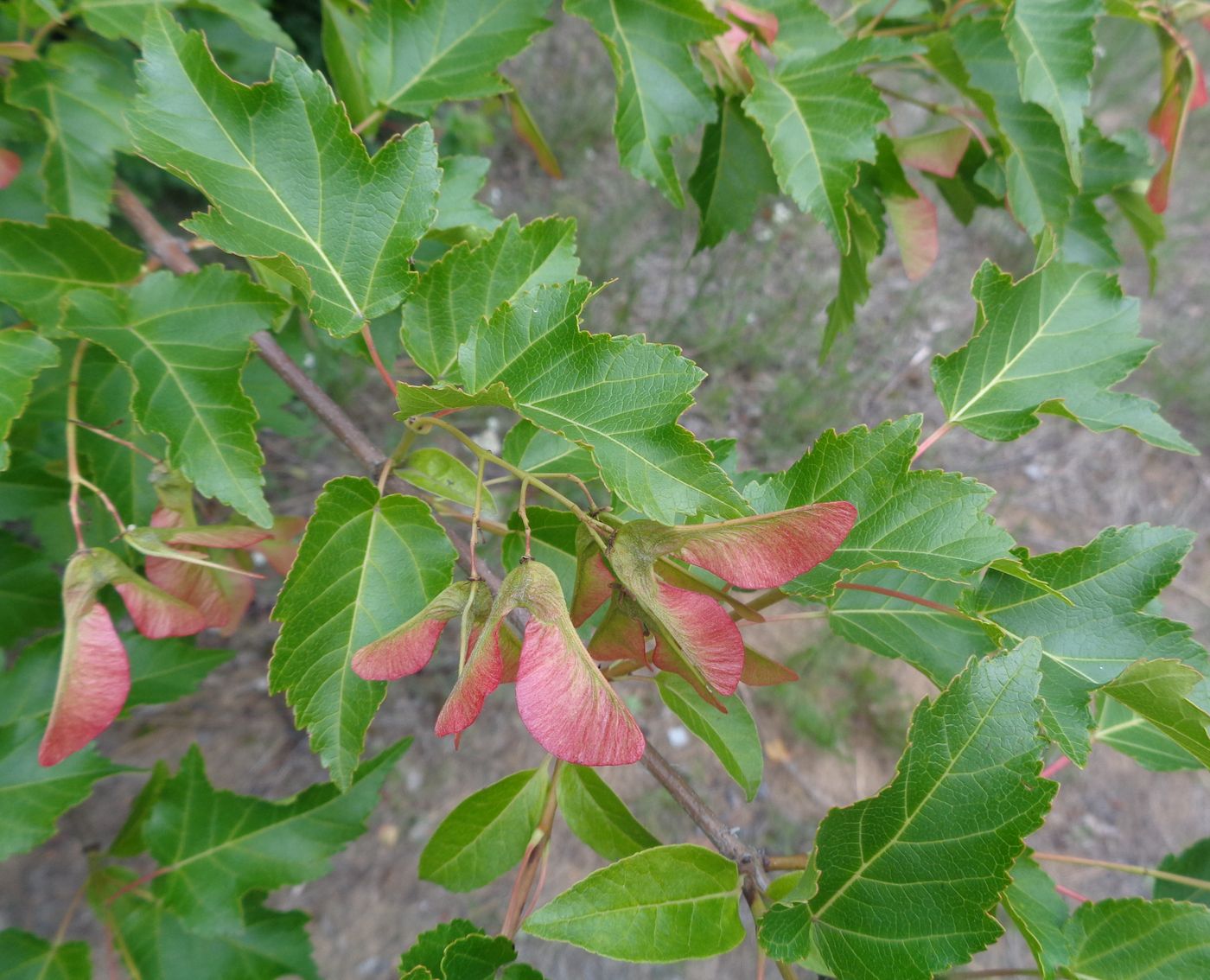 Image of Acer tataricum specimen.