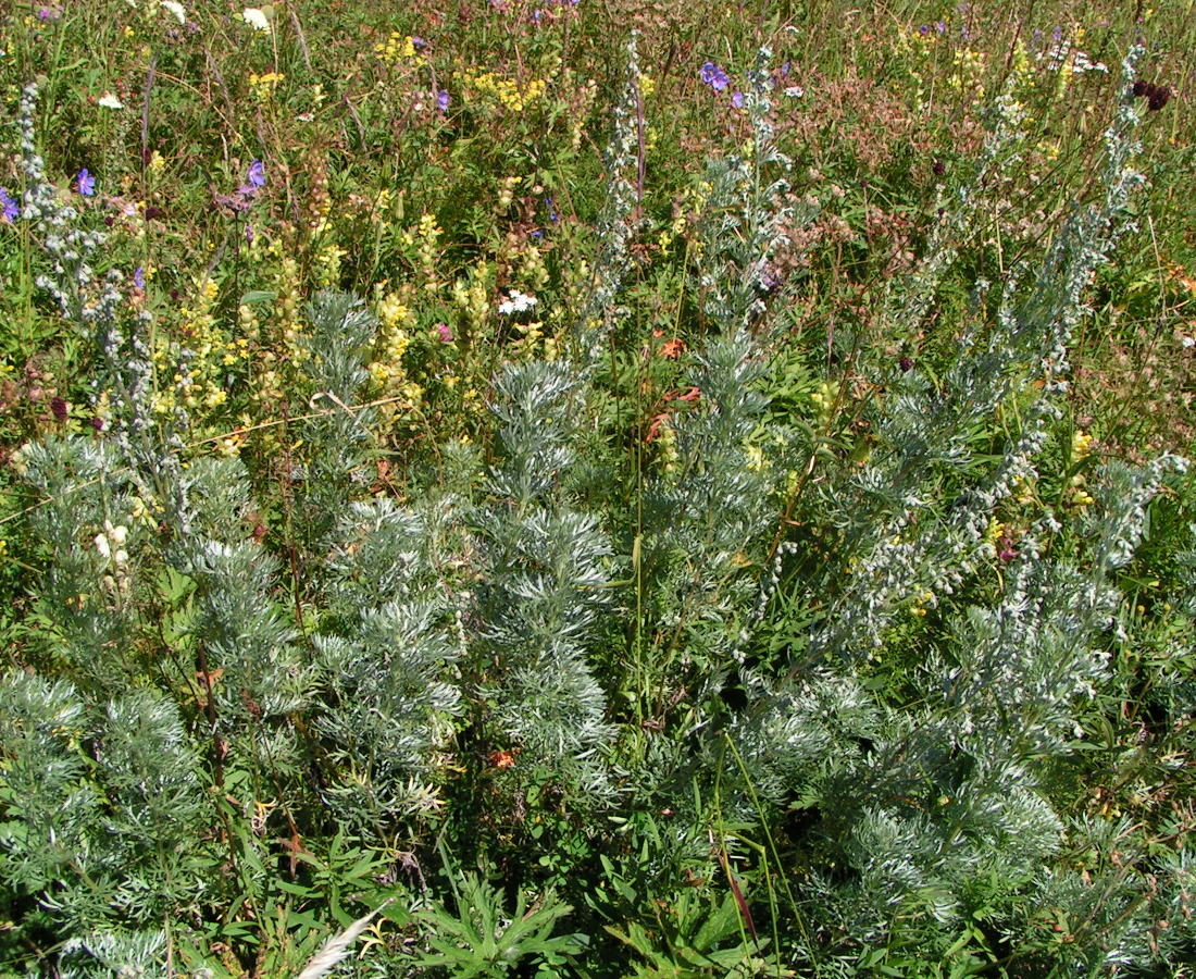 Image of Artemisia sericea specimen.