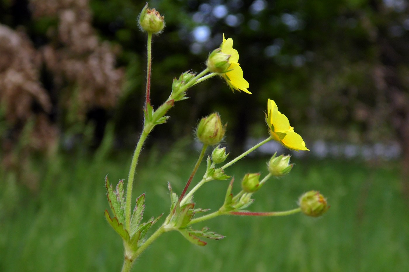 Image of Potentilla caucasica specimen.