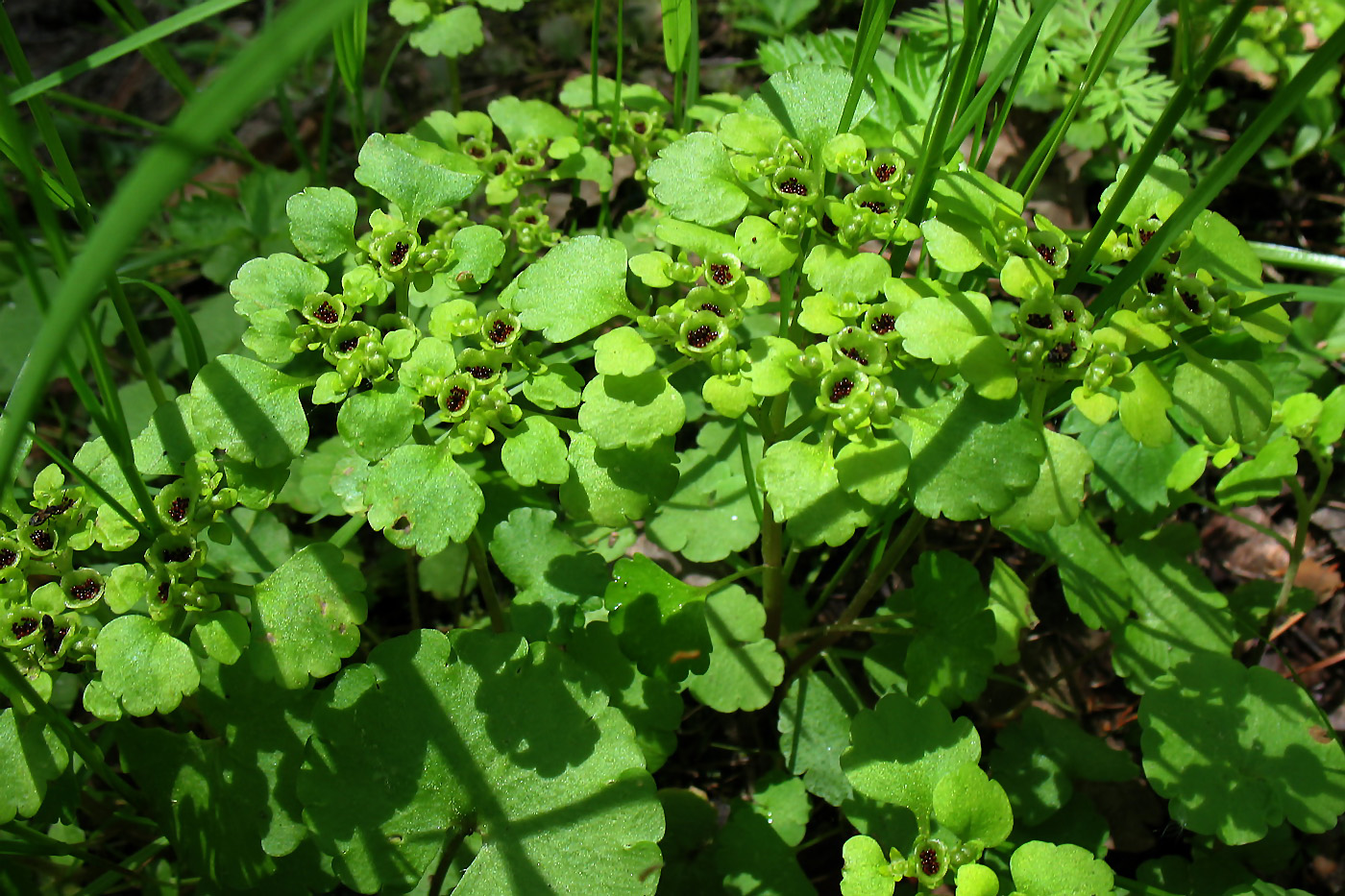 Изображение особи Chrysosplenium alternifolium.