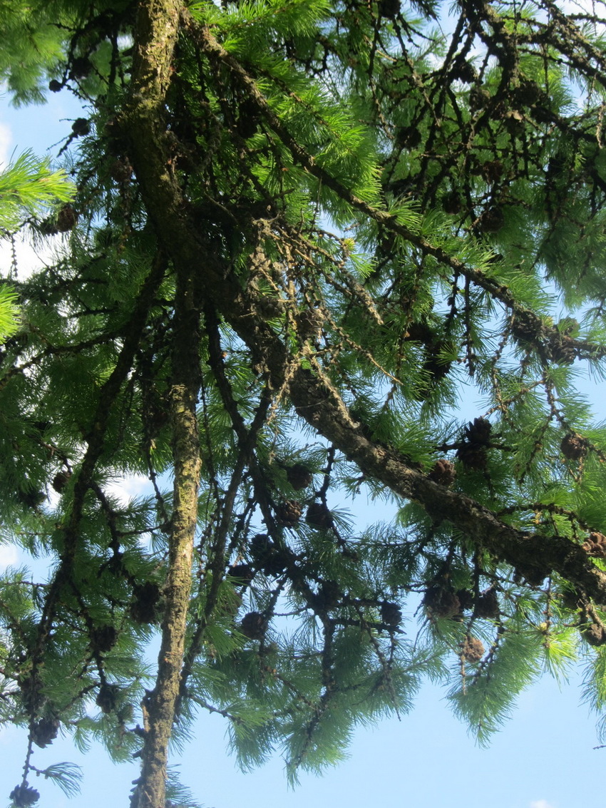 Image of genus Larix specimen.