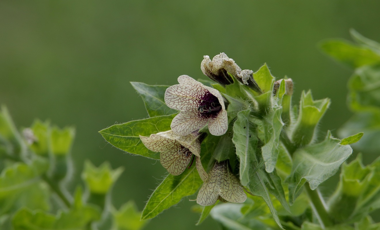 Изображение особи Hyoscyamus niger.