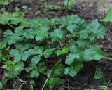 Sanicula europaea