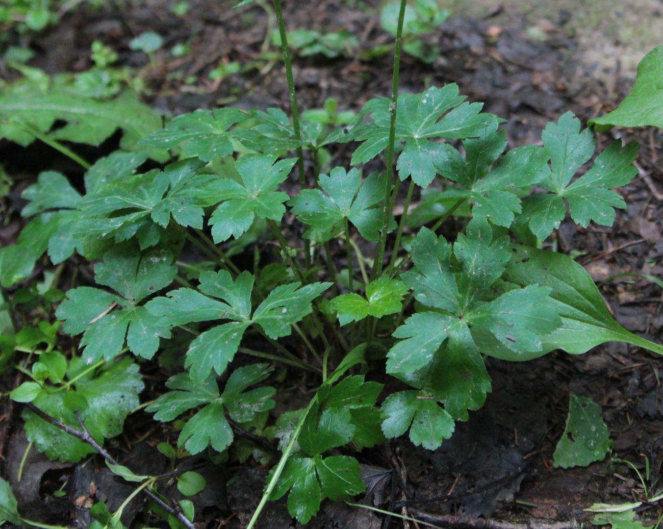 Изображение особи Sanicula europaea.