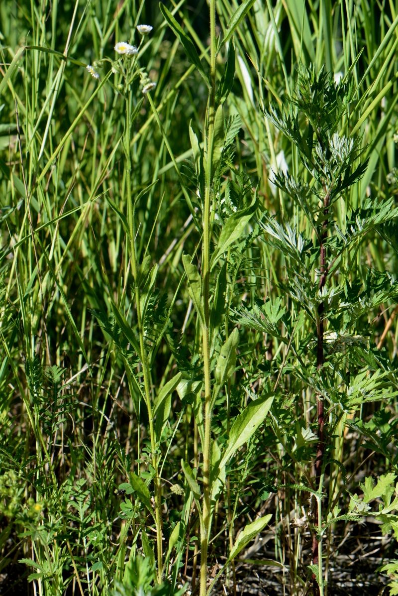 Изображение особи Erigeron annuus.