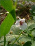 Sagittaria sagittifolia