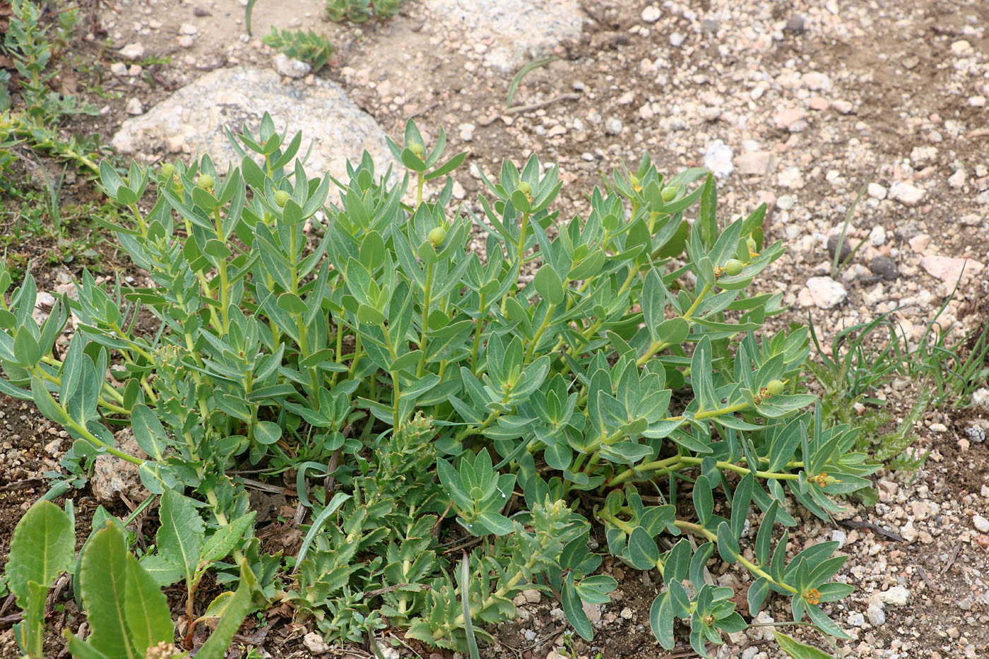 Image of Euphorbia sarawschanica specimen.