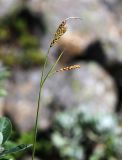 Carex rigidioides. Верхушка плодоносящего побега. Приморский край, Партизанский р-н, гора Ольховая, выс. 1669 м н.у.м., среди камней на вершине. 30.07.2020.