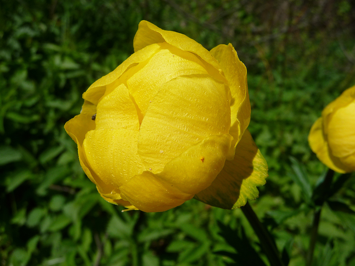 Изображение особи Trollius europaeus.