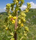 Verbascum pyramidatum. Средняя часть стебля с цветками и бутонами. Краснодарский край, Апшеронский р-н, гора Черногор, платообразная вершина, ≈ 1750 м н.у.м., карст. 27.06.2020.