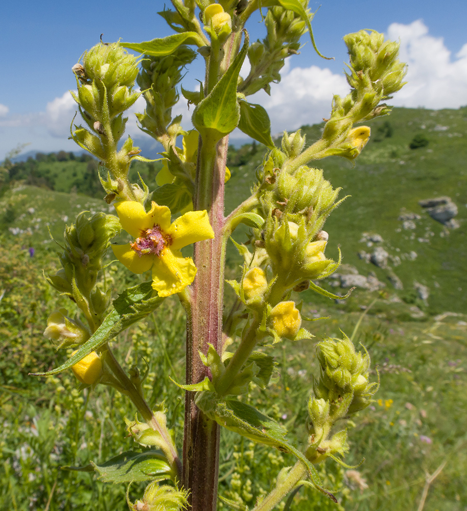 Изображение особи Verbascum pyramidatum.