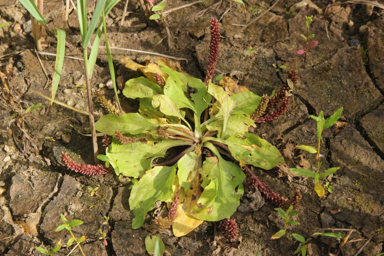 Изображение особи Plantago uliginosa.