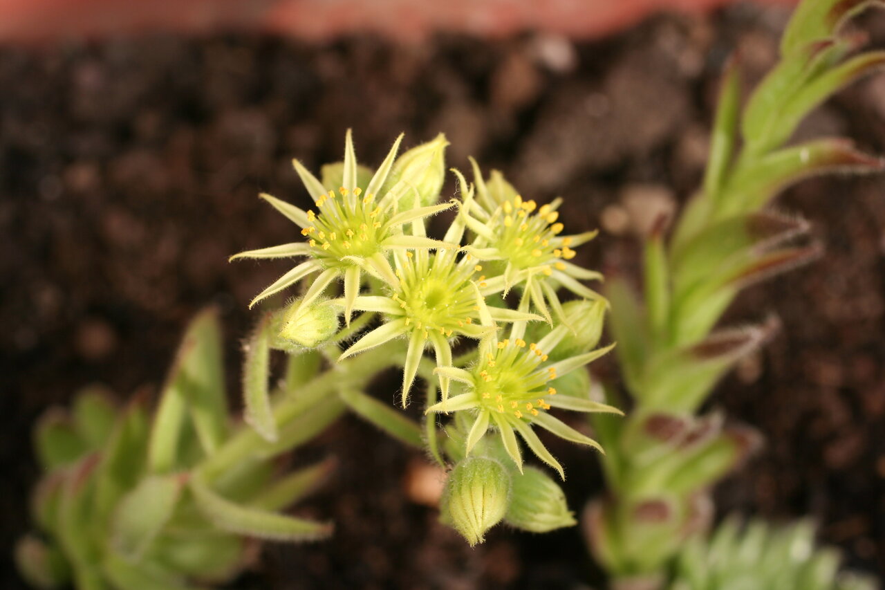 Изображение особи Sempervivum ciliosum.