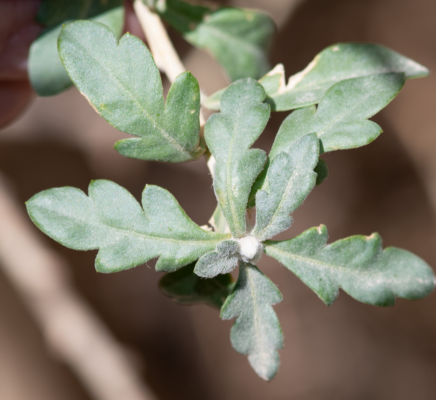 Image of Cantua buxifolia specimen.