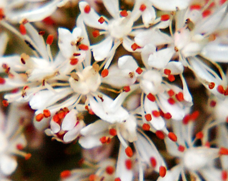 Изображение особи Micranthes manchuriensis.