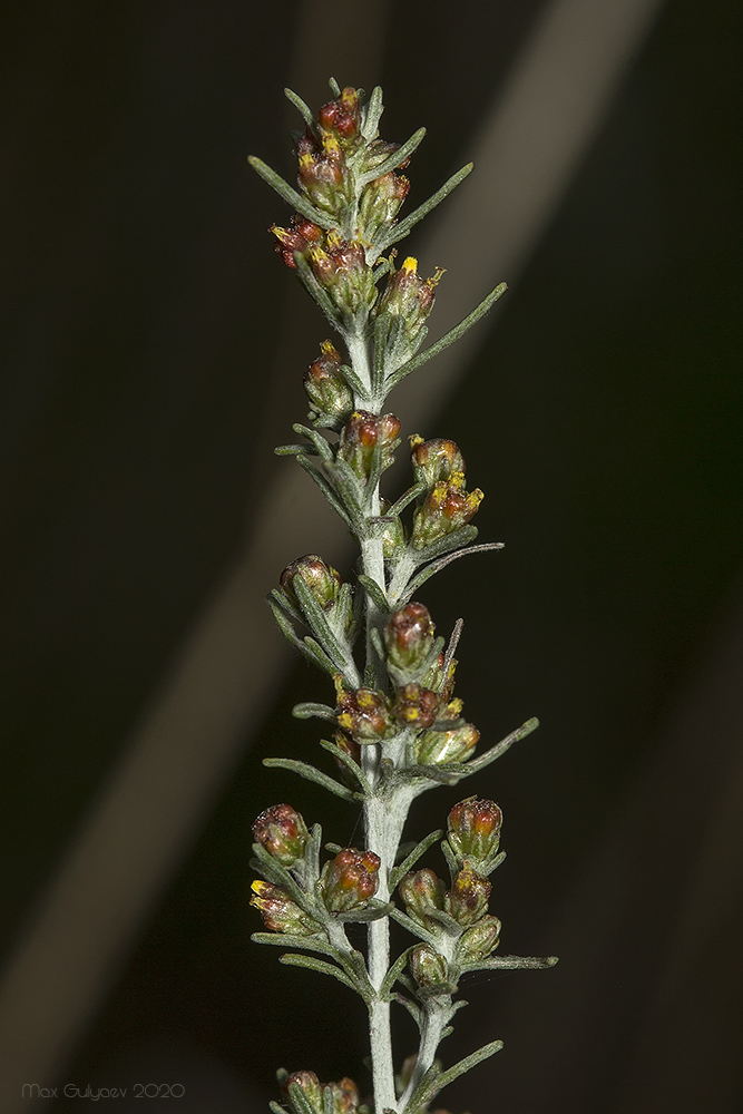 Изображение особи Artemisia taurica.