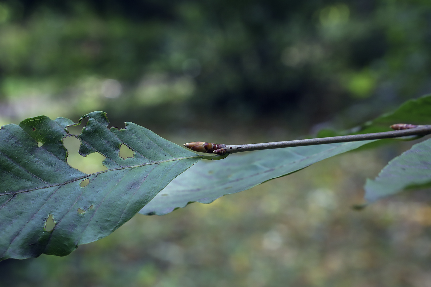 Изображение особи Fagus crenata.