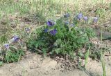 Pulsatilla regeliana