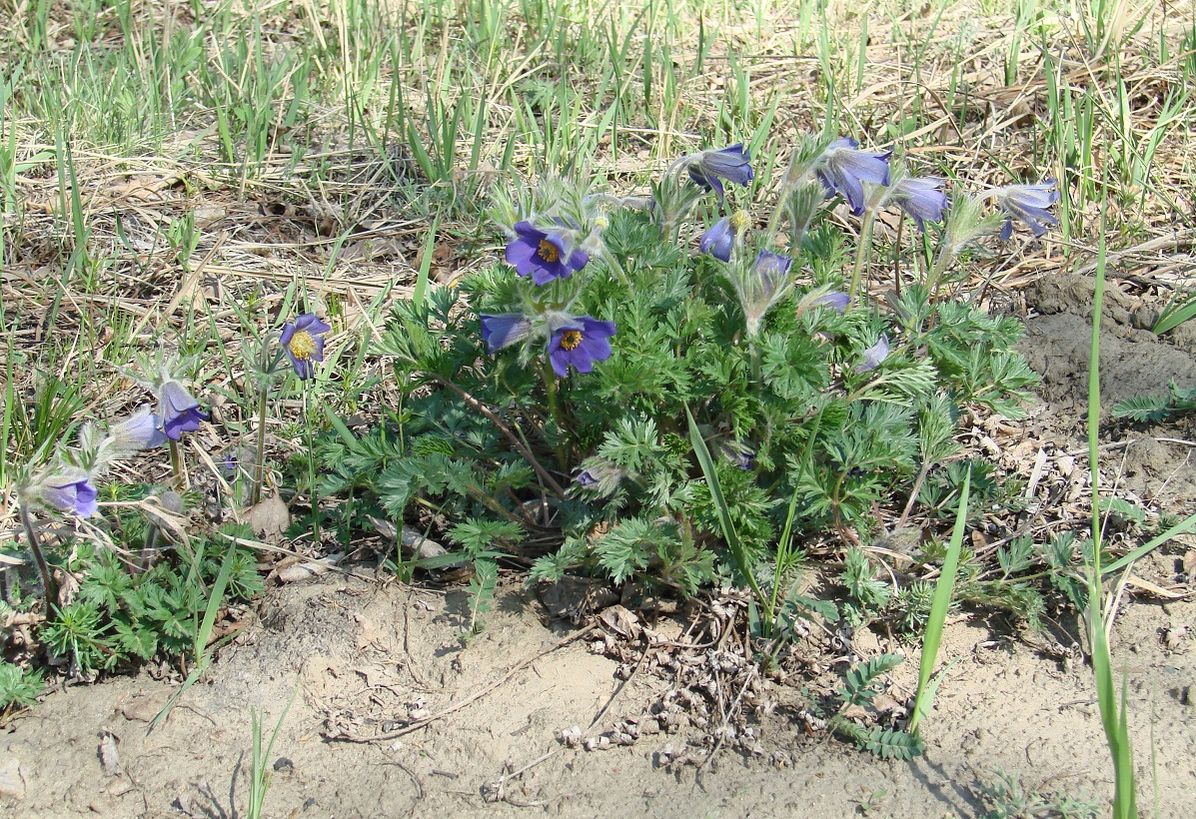 Image of Pulsatilla regeliana specimen.