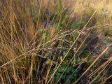 Molinia caerulea. Верхушка соплодия. Московская обл., Дмитровский р-н, окр. пос. Вербилки, тропа в смешанном лесу (с преобладанием сосны и берёзы), слева молодые деревья (возможно, зарастающая вырубка). 06.10.2020.