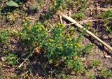 Matricaria discoidea