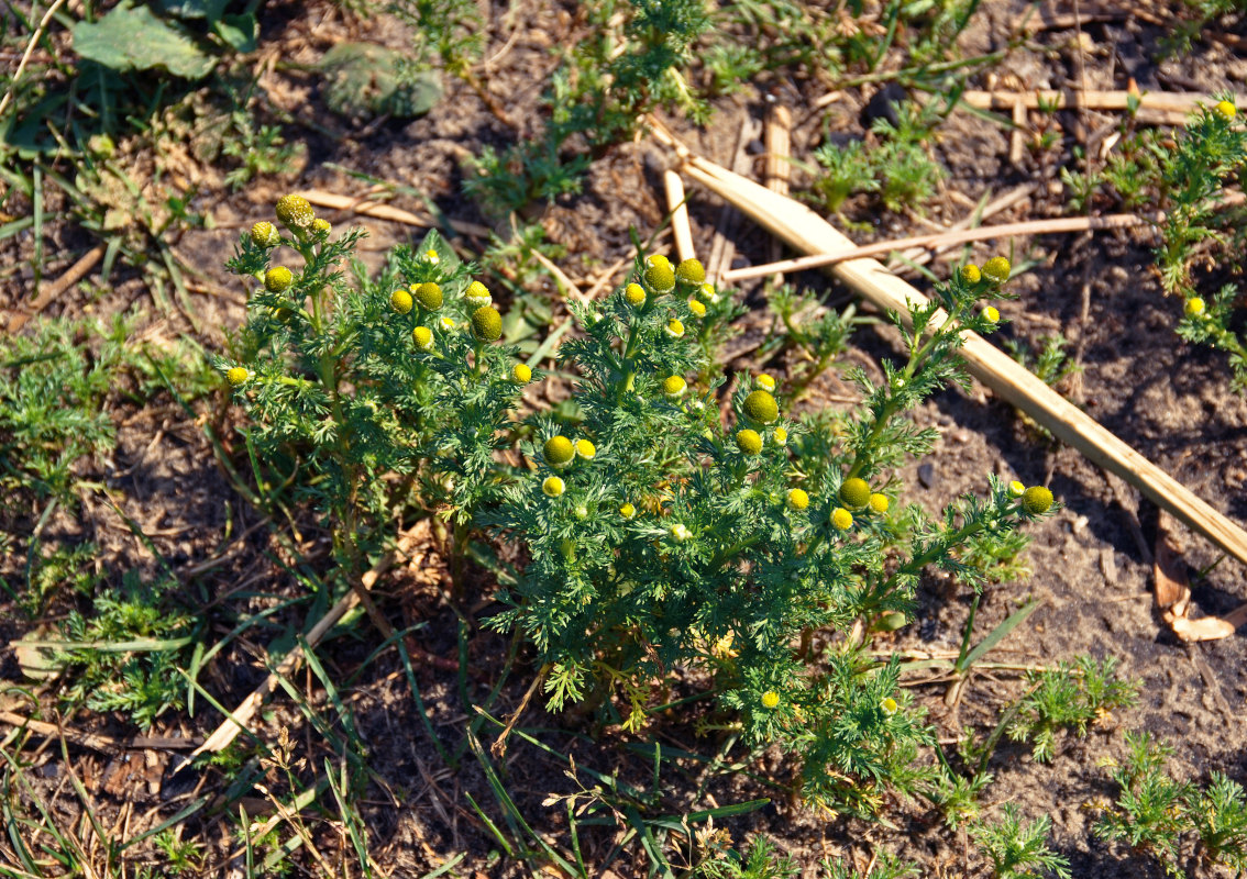 Image of Matricaria discoidea specimen.