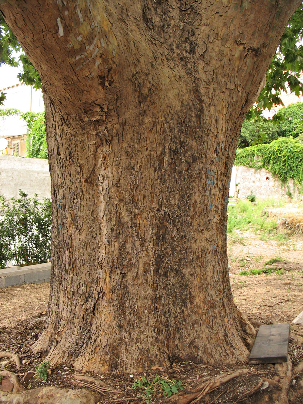 Изображение особи Platanus orientalis.