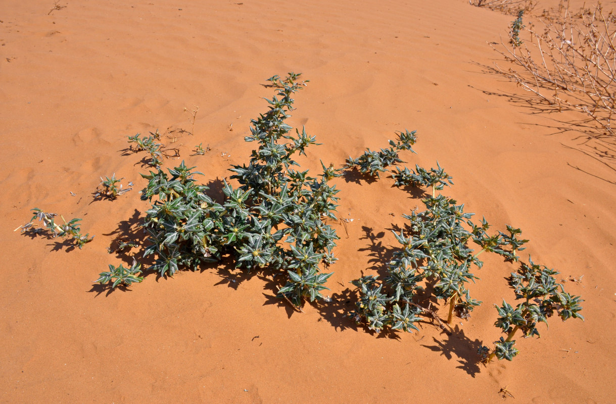 Изображение особи Xanthium spinosum.