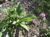 Phlomis fruticetorum