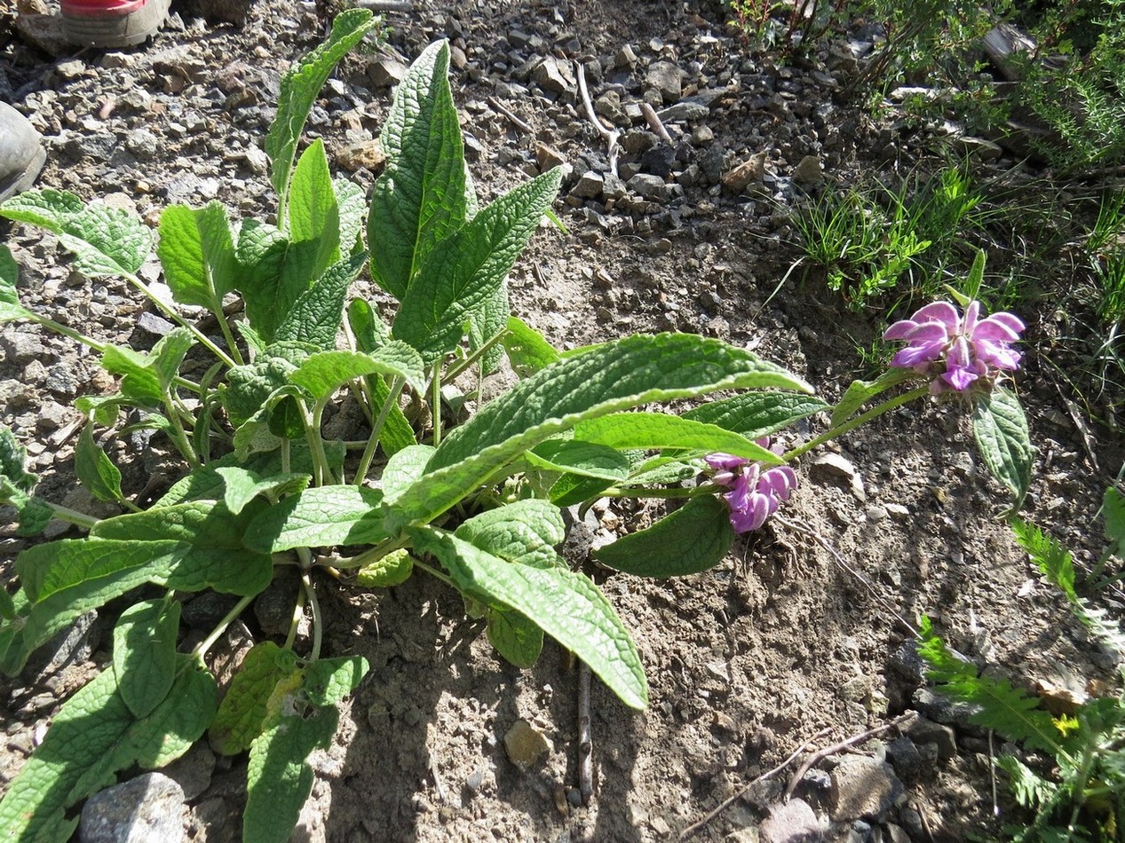 Image of Phlomis fruticetorum specimen.