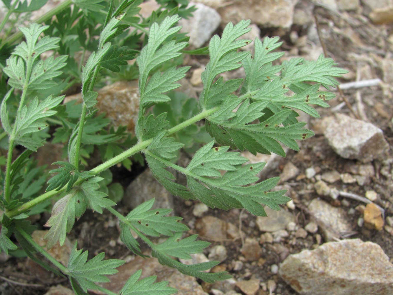 Image of Seseli libanotis specimen.