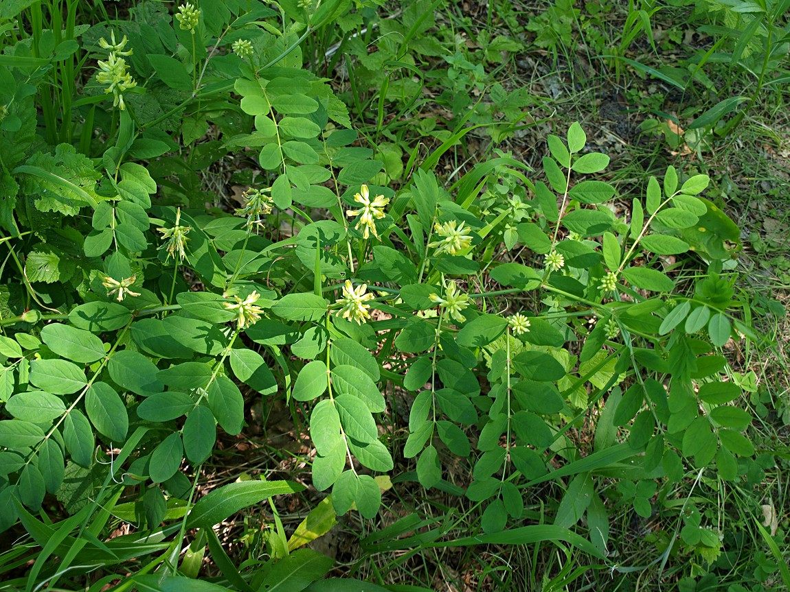 Image of Astragalus glycyphyllos specimen.