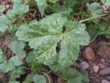 Malva pusilla