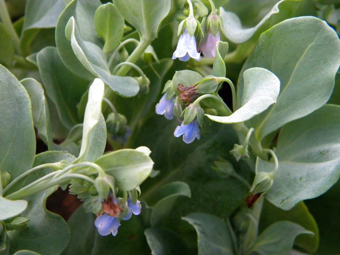 Изображение особи Mertensia maritima.