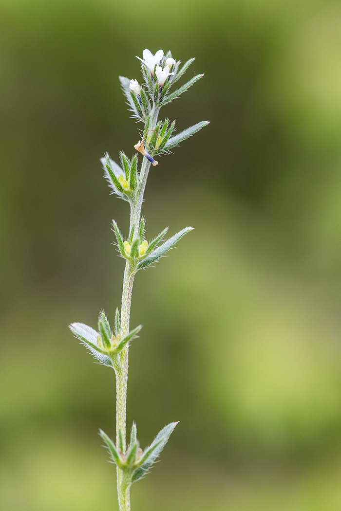 Image of Buglossoides arvensis specimen.