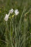 Lathyrus pallescens